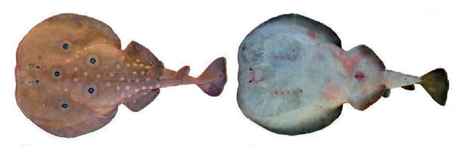 Torpedo torpedo_04.jpg